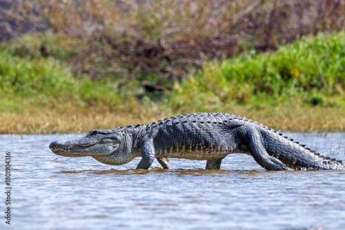 American alligators (Alligator mississippiensis) at the Deep Hole sinkhole in Myakka River State Park, Florida
