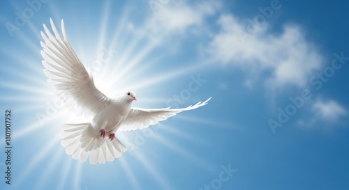 White Dove Flying Towards Sun Rays in Blue Sky, Bird, Freedom, Peace