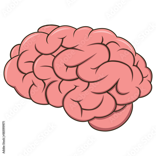 Cartoon Style Detailed Brain Anatomy Cerebral Organ Intelligence Illustration