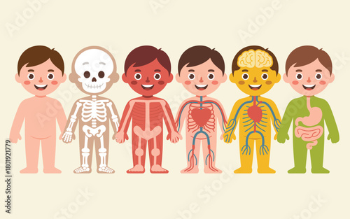 Flat vector illustration of human body systems in a cartoon style