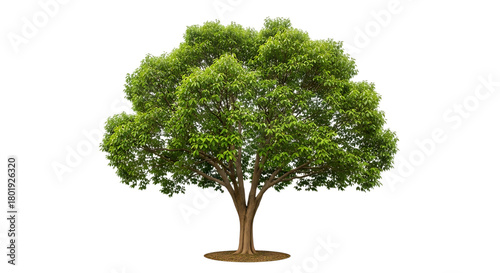 Lush green deciduous tree with a thick trunk and spreading branches isolated on a transparent background