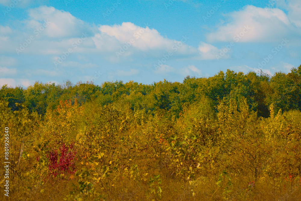 Fototapeta premium Vibrant Autumn Landscape With Forest Horizon