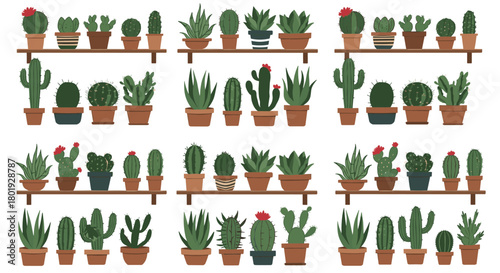 Seamless pattern of various potted cacti and succulents displayed on shelves.