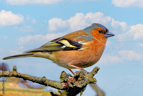Männlicher  Buchfink  auf einem Baum