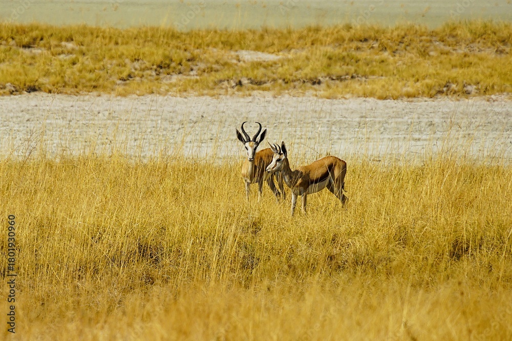 Naklejka premium A single springbok with curved horns in the dry savannah of Africa, surrounded by yellow grass during the dry season. Etosha National Park in Namibia, Africa. Antidorcas.