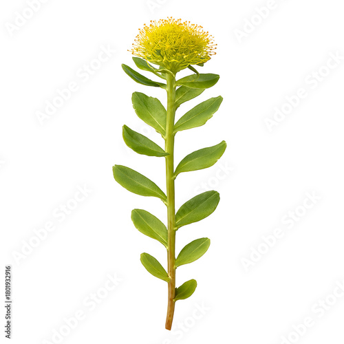 Rhodiola rosea stem with fleshy green leaves and vibrant yellow flower head isolated on transparent background. Herbal medicine, adaptogen branding, wellness packaging.