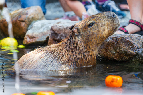 The docile capybaras interact closely with tourists at tourist attractions.