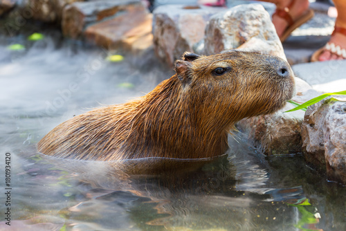 The docile capybaras interact closely with tourists at tourist attractions.