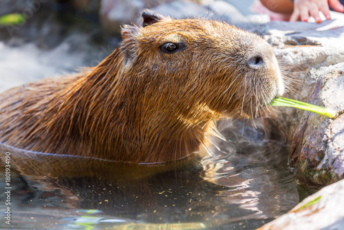The docile capybaras interact closely with tourists at tourist attractions.
