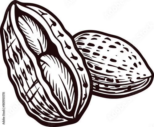 Vintage engraved drawing of almond nuts in shell and kernel isolated on white background