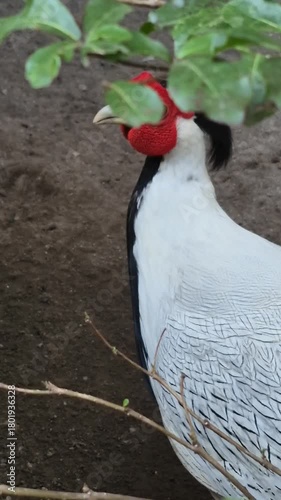 The Beauty and Elegance of Pheasant Birds