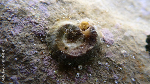 Foto Worm shell or worm snail (Dendropoma lebeche) undersea, Ligurian Sea, Italy, Imp