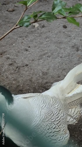 The Beauty and Elegance of Pheasant Birds