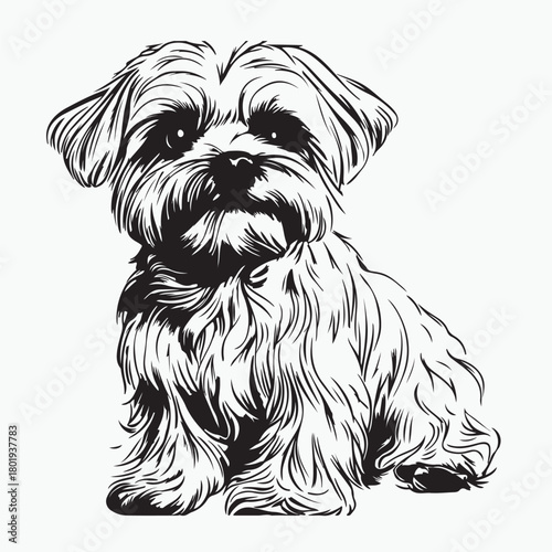 vector illustration of a maltese dog