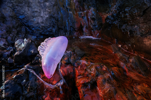 Portuguese man-of-war on rocky Spanish beach