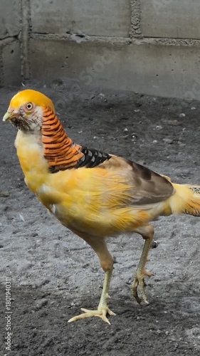 The Beauty and Elegance of Pheasant Birds