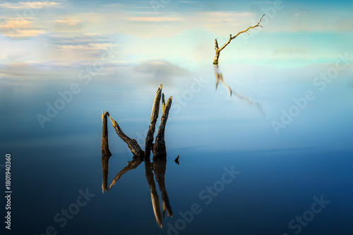 Dead trees stand quietly in Braeside Park wetlands.