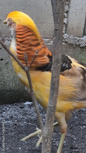 The Beauty and Elegance of Pheasant Birds