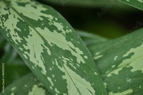 Plant list 2025 - Typhonium divaricatum (Divaricate Typhonium)