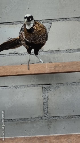 The Beauty and Elegance of Pheasant Birds