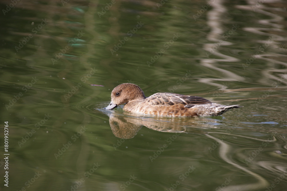 Fototapeta premium Weibliche Pfeifente