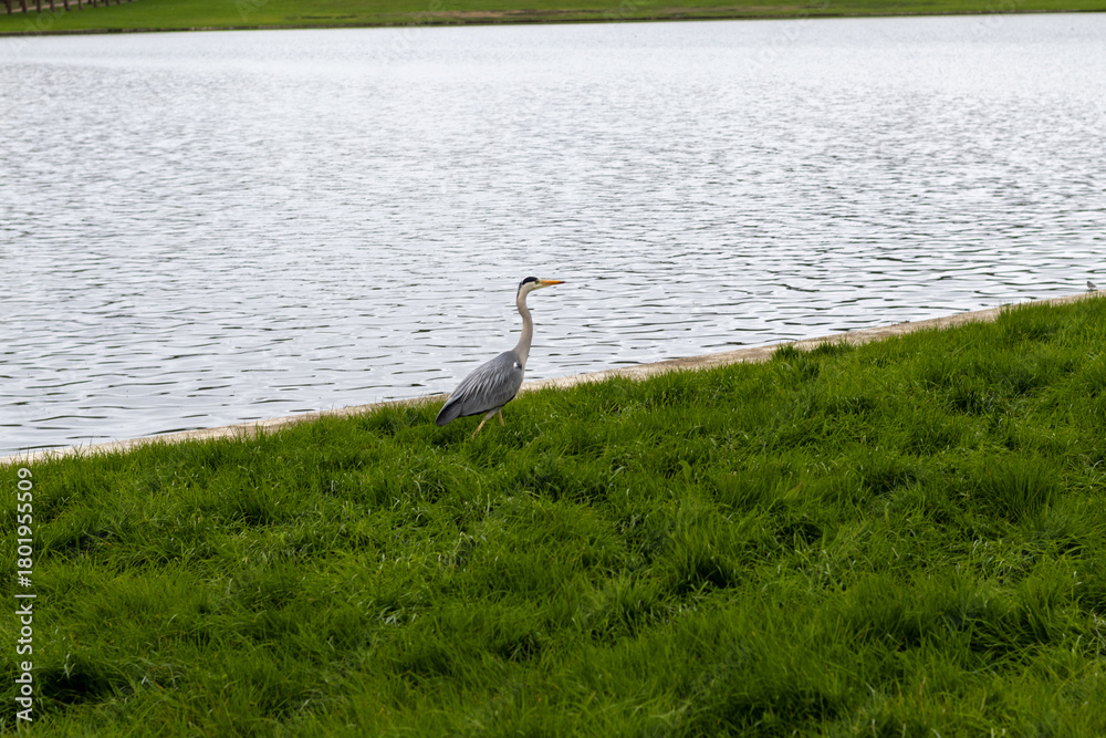 Fototapeta premium great blue heron