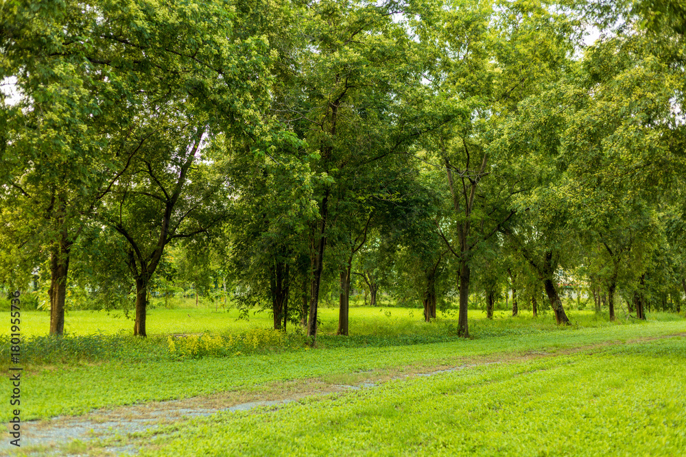 Naklejka premium Green trees and nature trails,A walking trail through a natural green beech forest in spring, National Park