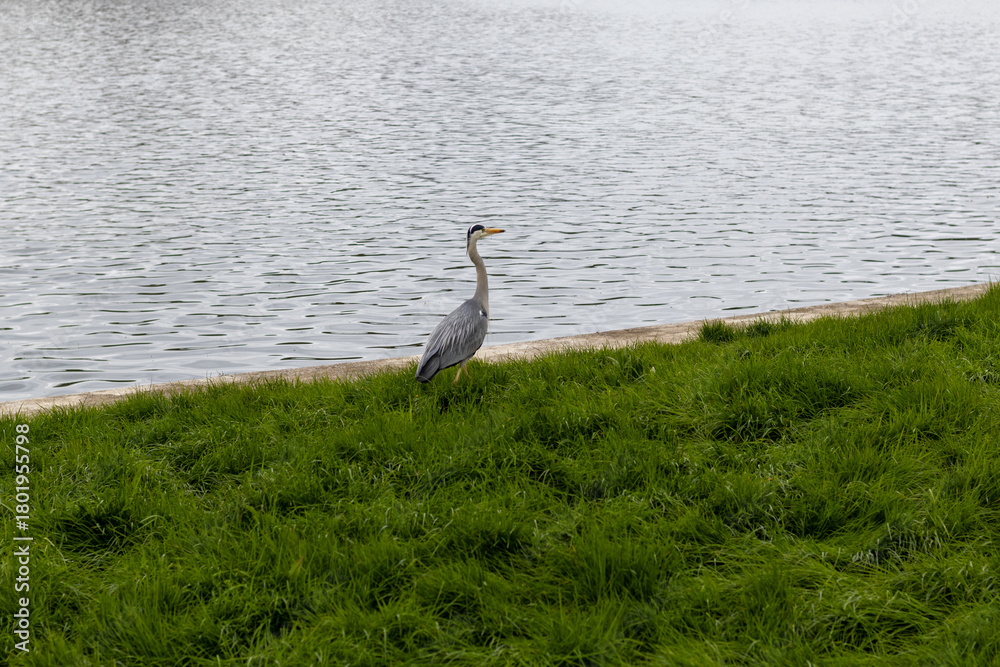 Naklejka premium great blue heron