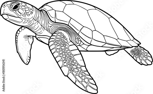 a turtle swimming, outline, vector, line art, sea turtle