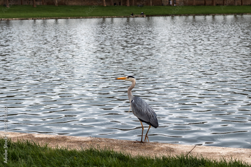 Fototapeta premium great blue heron