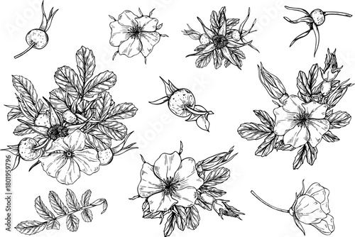 Monochrome rosehip flowers, leaves and berries set vector isolated illustration painted by black inks. Wild plant set etching drawing for herbal product packaging, romantic wedding invitations