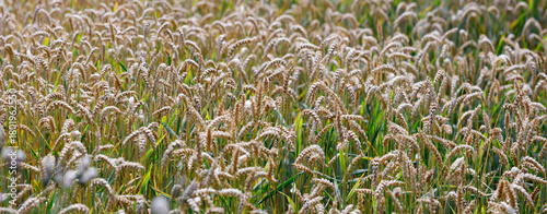 Reifes Weizenfeld in Bayern, Deutschland, Panorama  