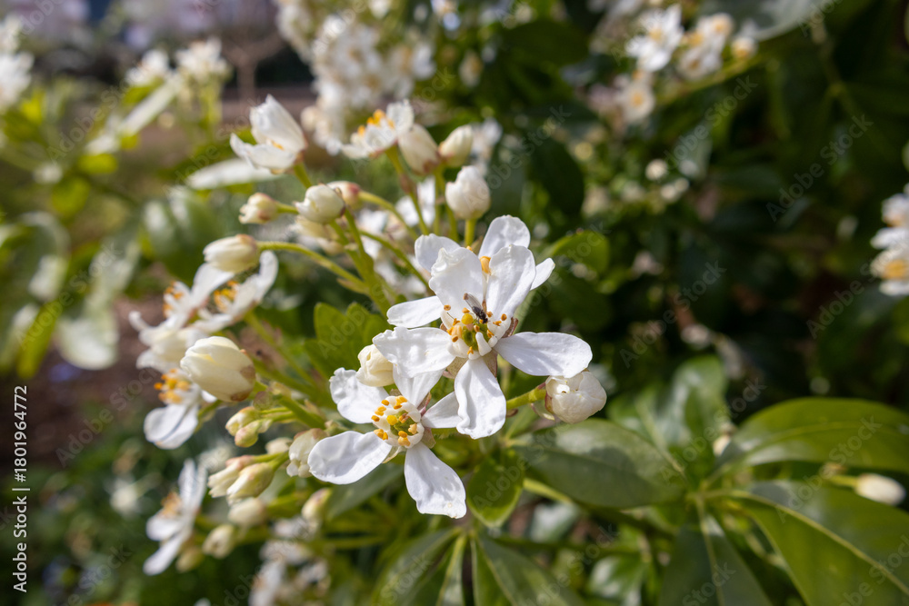Fototapeta premium white flowers in the garden