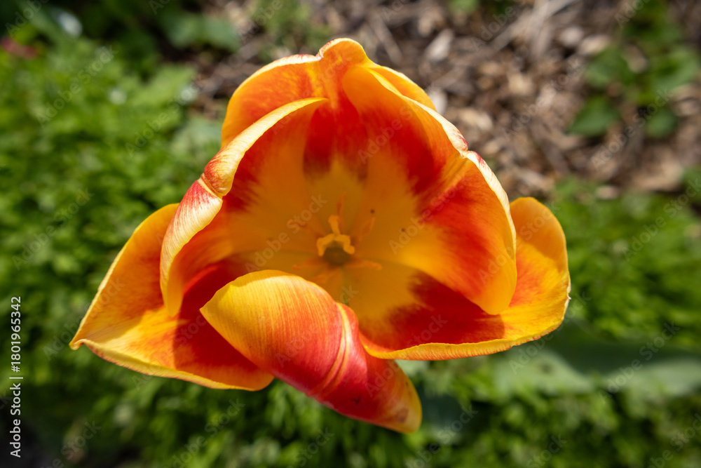 Fototapeta premium red and yellow tulips