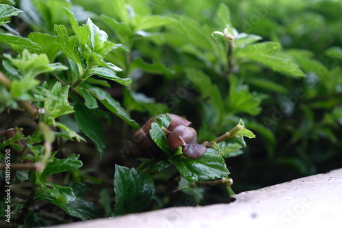 Snail and leaf
