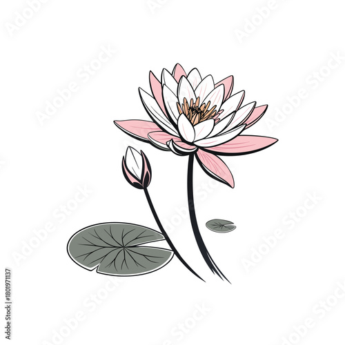Vector art of water lily flower illustration