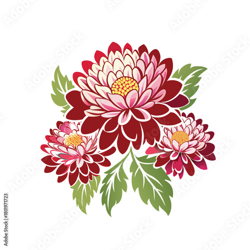 Chrysanthemum vector illustration isolated on white background
