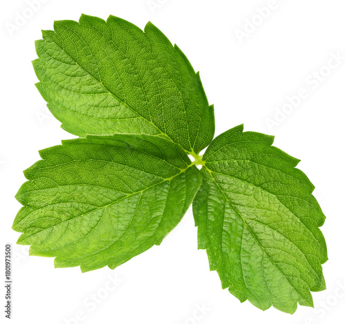 Strawberry leaf isolated on transparent background Strawberry leaf PNG