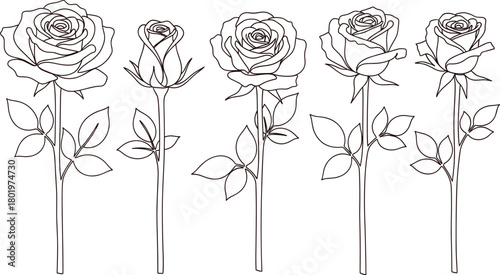 Set of Five Elegant Hand-Drawn Roses with Stems and Leaves in Various Stages, Ideal for Floral Designs and Romantic Illustrations.