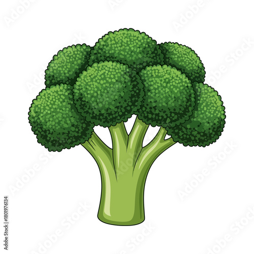 Whole Fresh Green Broccoli Vegetable Illustration Representing Healthy Food and Nutrition