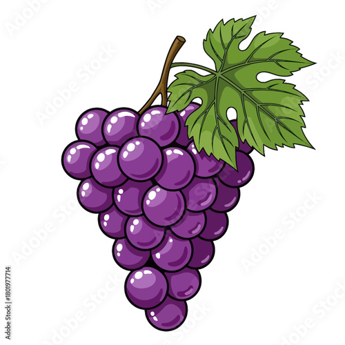 Grapevine Illustration with Plump Purple Grapes and Green Leaf Isolated on White