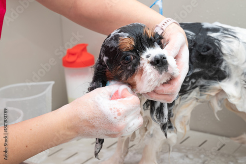 portrait of Cavalier King Charles spaniel dog taking shower with shampoo. dog takes bubble bath in an animal grooming salon.