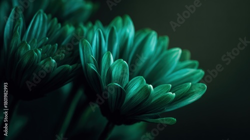 Close-Up Of Teal Green Chrysanthemums With Soft Dark Background