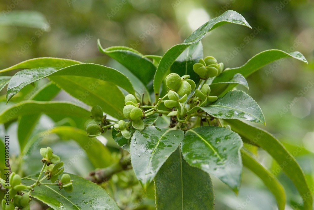 Obraz premium Plant list 2025 - Euonymus fimbriatus (Fringed spindle tree)