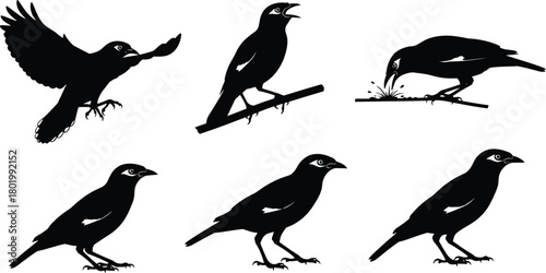 Black bird silhouette collection featuring various poses and actions, detailed vector illustration set for nature, wildlife, ornithology, graphic design, and creative projects