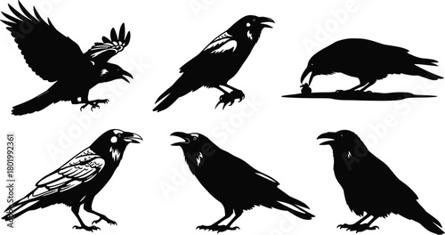 Detailed crow silhouette vector illustration set featuring flying, standing, calling, and feeding poses, high-quality wildlife design elements for nature artwork, creative projects, and decorative use
