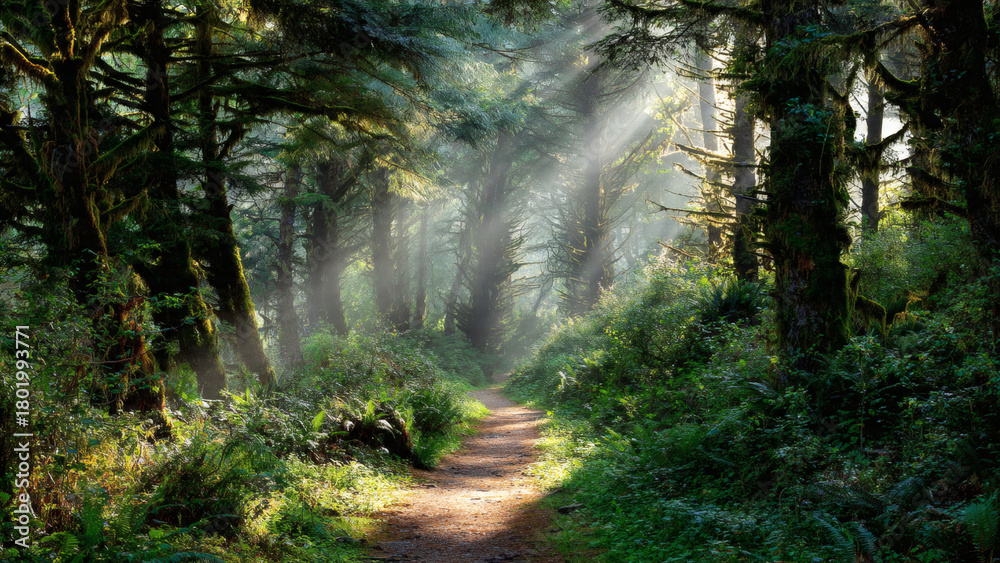 Fototapeta premium A Path In The Middle Of A Forest With Trees On Both Sides And Sun Shining Through The Trees