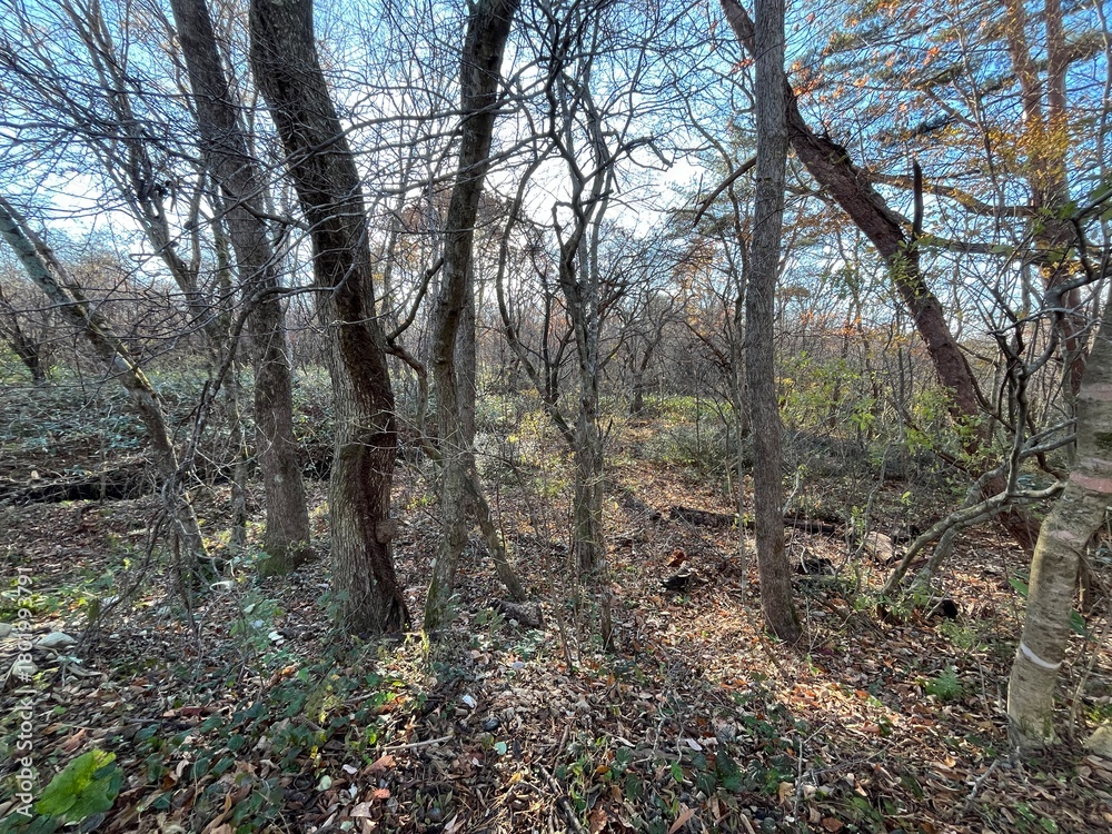 Fototapeta premium 冬を迎える前、葉を落としたブナやナラが立ち並ぶ泉ヶ岳中腹の荒涼とした落葉広葉樹林。