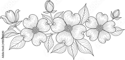 Elegant Hand-Drawn Dogwood Flower Arrangement with Delicate Petals and Leaves, Perfect for Nature-Inspired Designs and Botanical Illustrations.