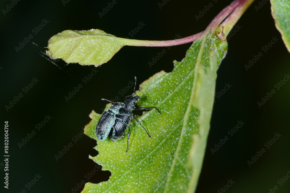 Fototapeta premium Rüssler, Rüsselkäfer, Sciaphobus scitulus